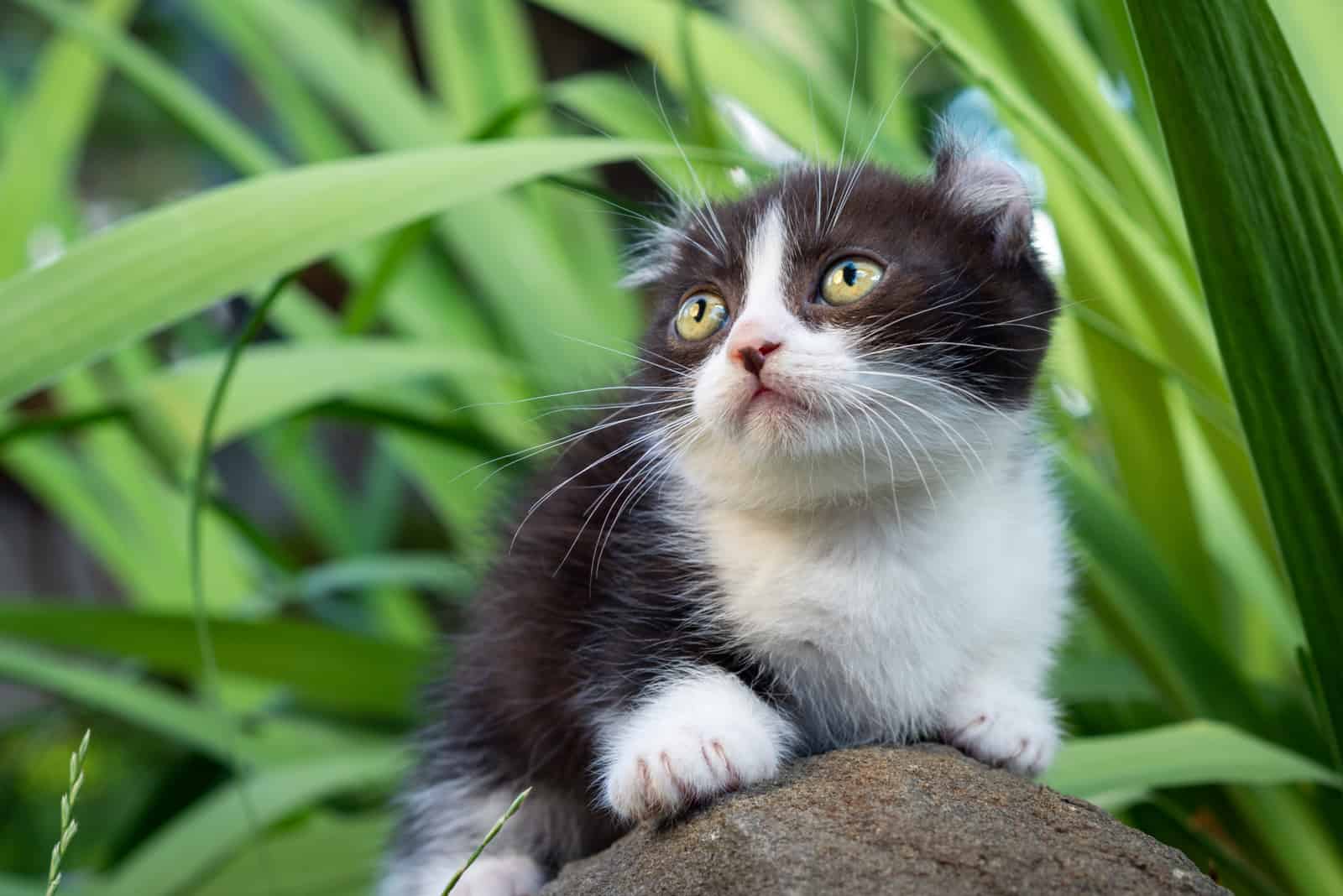 Kinkalow kitten standing on rock