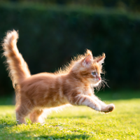 maine coon kitten running