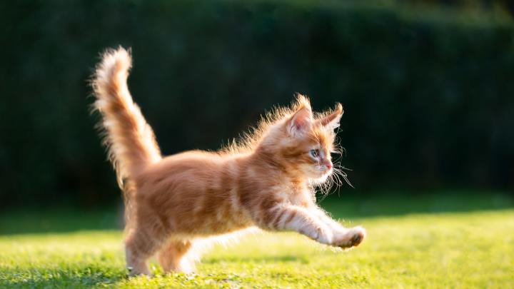 List Of The Best Maine Coon Breeders In The UK