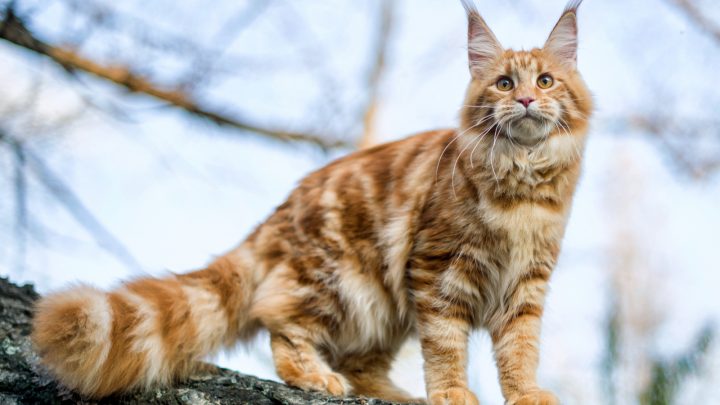 Best Maine Coon Breeders You Can Find In Michigan