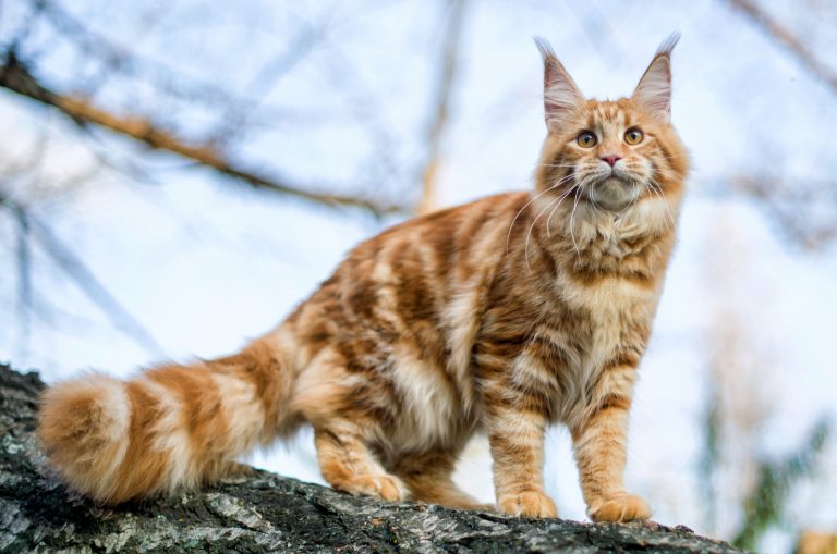 Maine Coon on tree