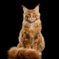 Maine Coon posing for picture