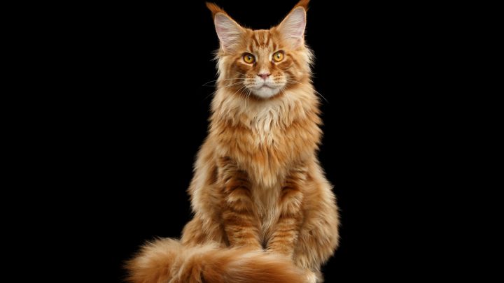 Maine Coon Breeders In Massachusetts That You Can Trust