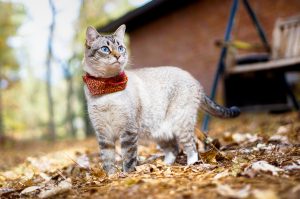 Lynx Point Siamese Cat stands and looks around