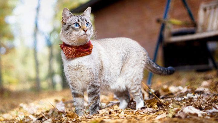 Lynx Point Siamese Cat – Breed Characteristics