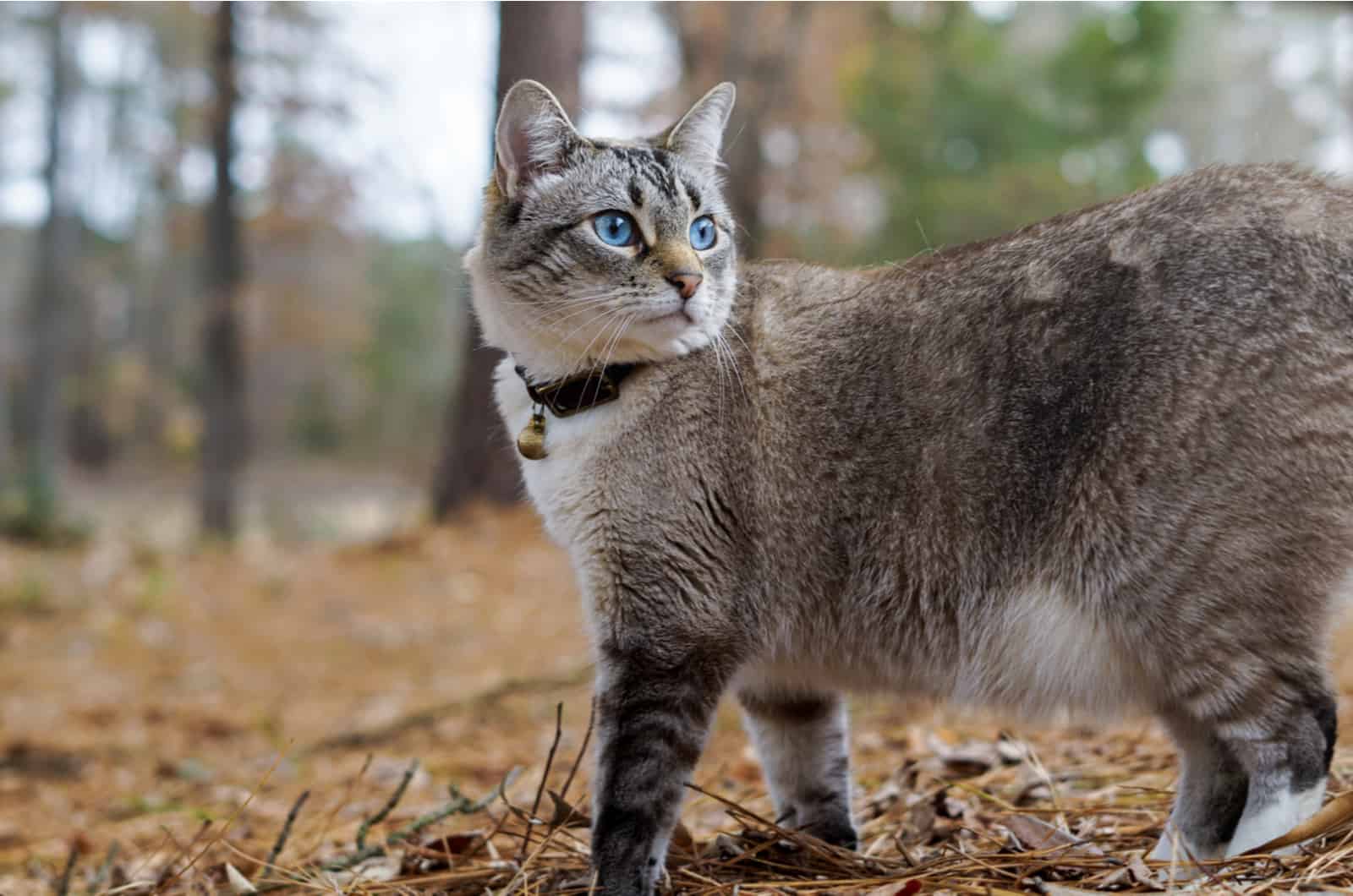 Lynx Point Siamese Cat walks and looks behind him