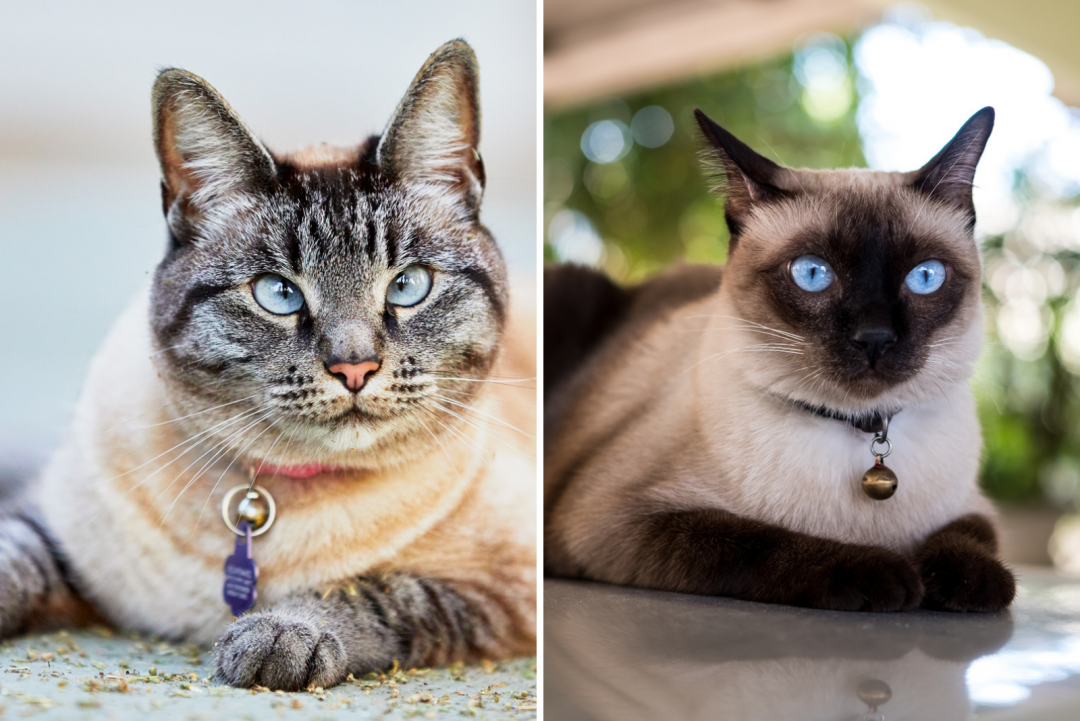 Lynx Point Siamese Cat Breed Characteristics