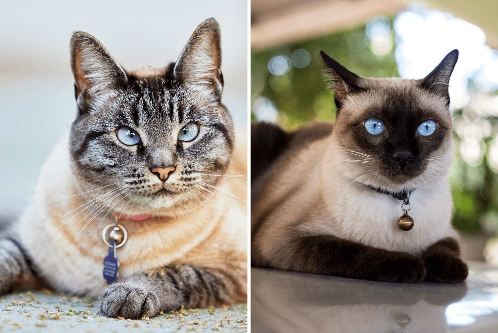 Lynx Point Siamese VS Siamese Cat