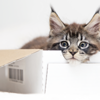 maine coon kitten in a box
