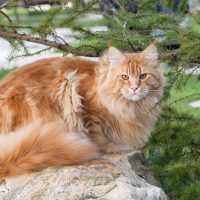 maine coon cat in nature