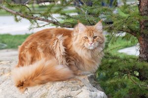 maine coon cat in nature