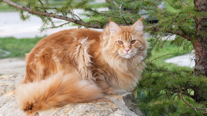 Maine Coon Rescue UK – Where To Look?