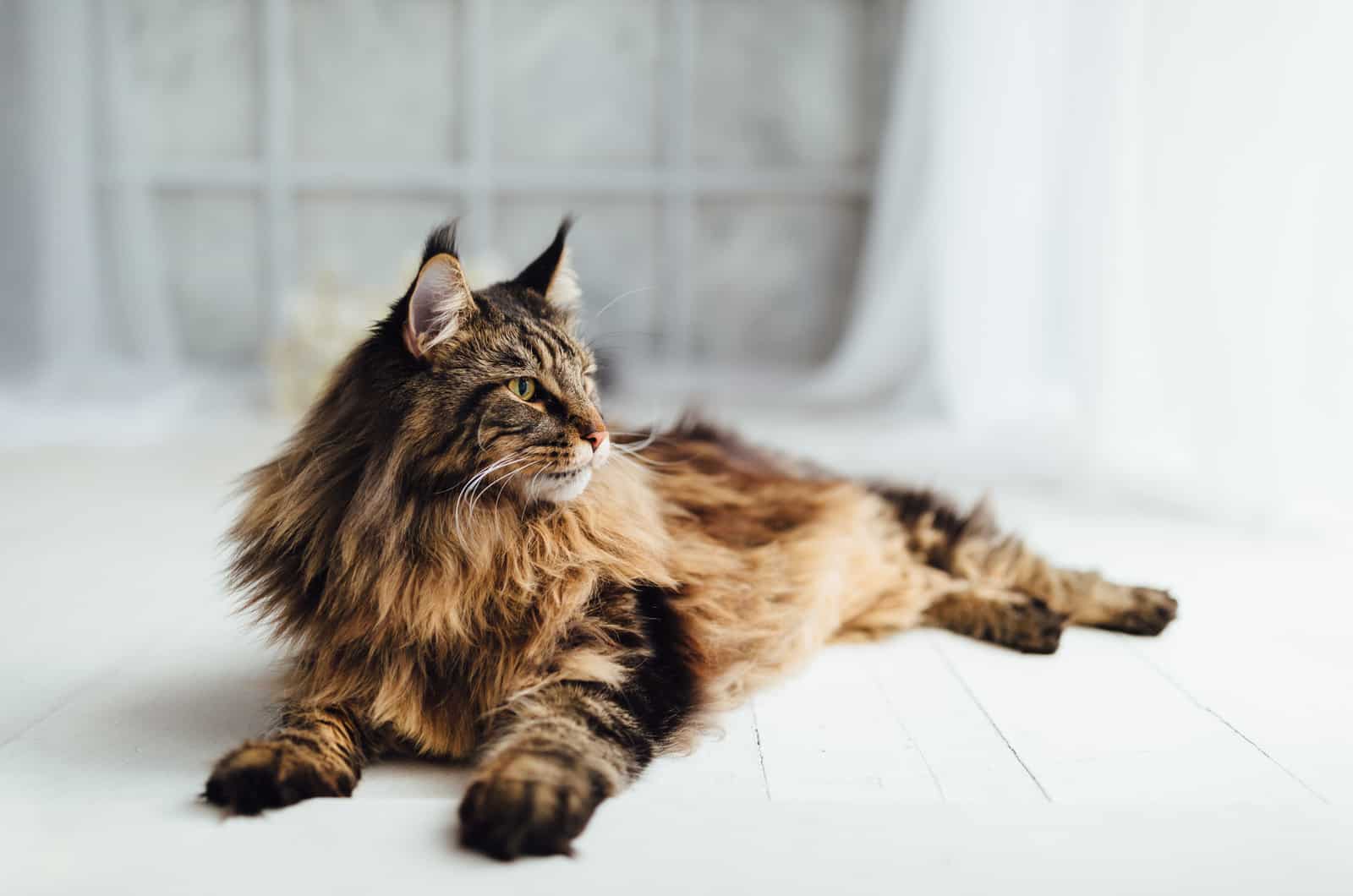 Maine Coon cat laying on the floor