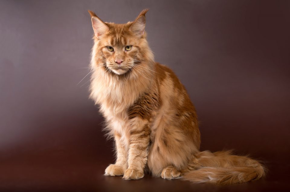 Maine Coon Rescue UK Where To Look?
