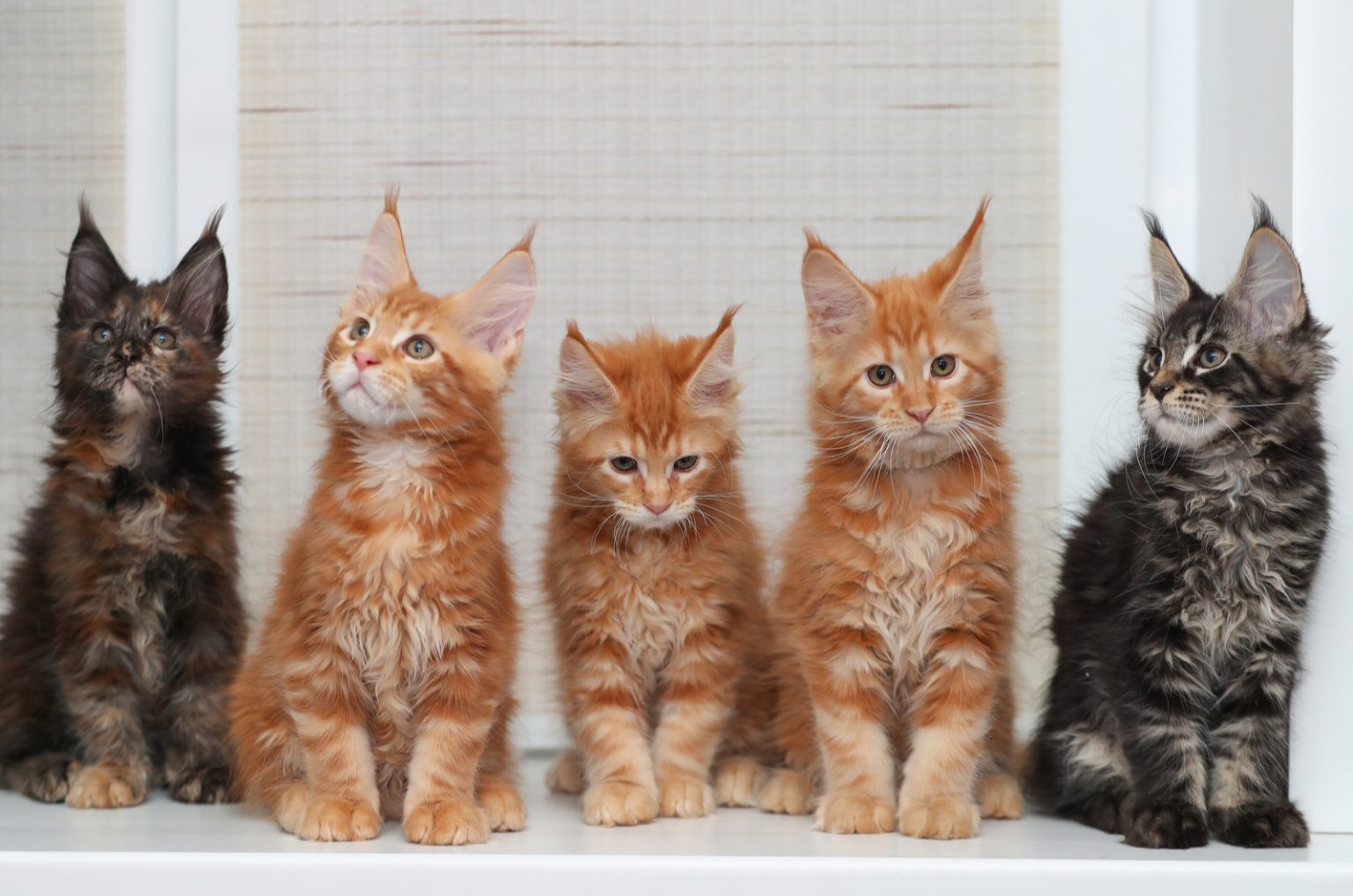 List Of Best Maine Coon Breeders In Michigan