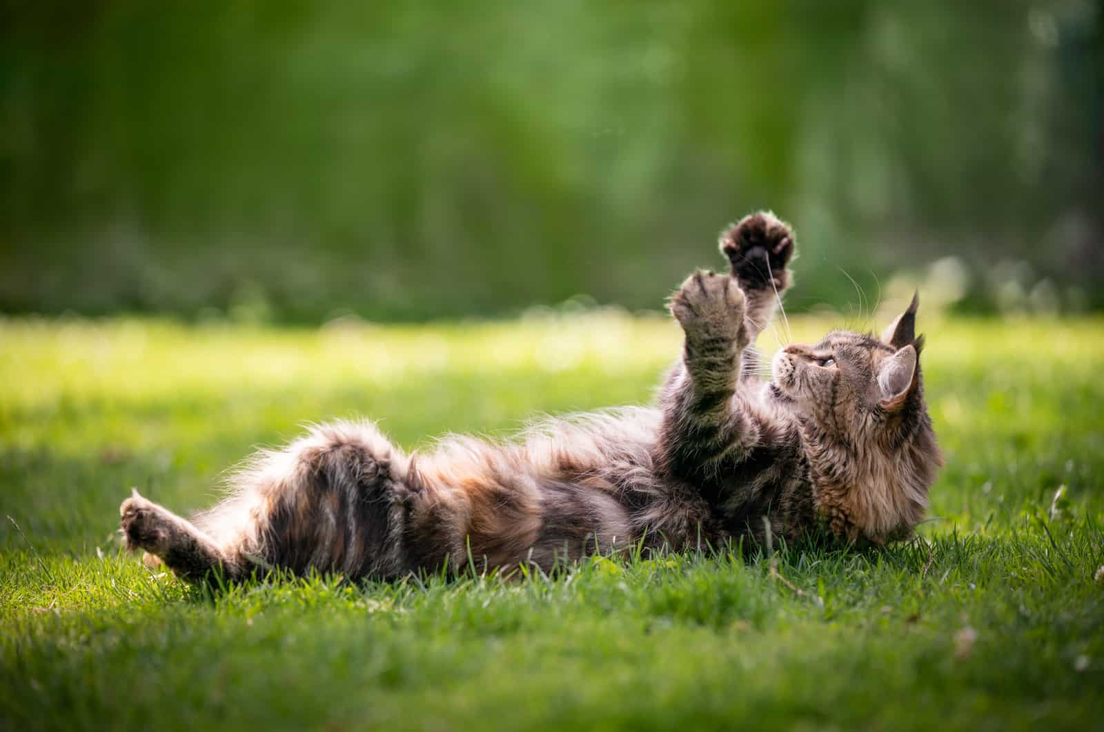 Maine Coon playing on grass