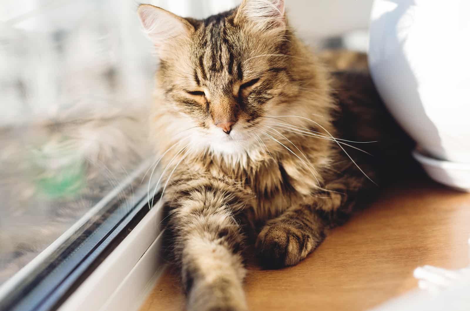 Maine Coon sitting by window