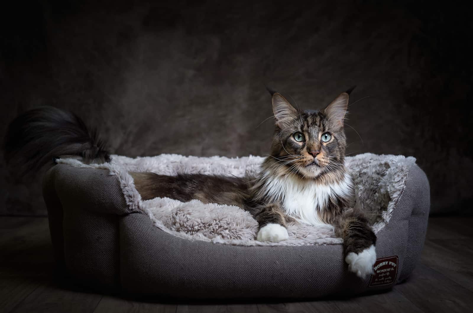Maine Coon sitting on bed