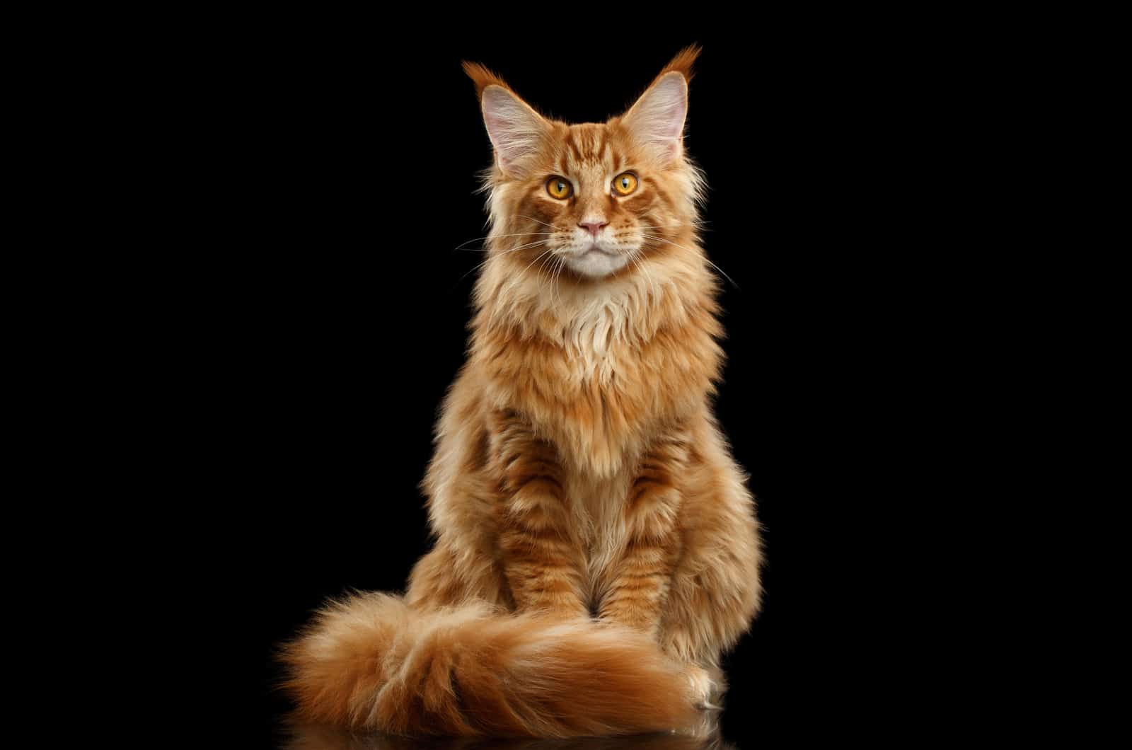Maine Coon sitting with black background
