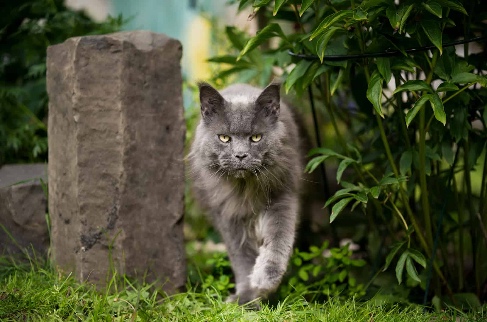 Maine Coon walking on grass