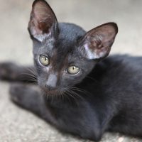 black Minskin Cat