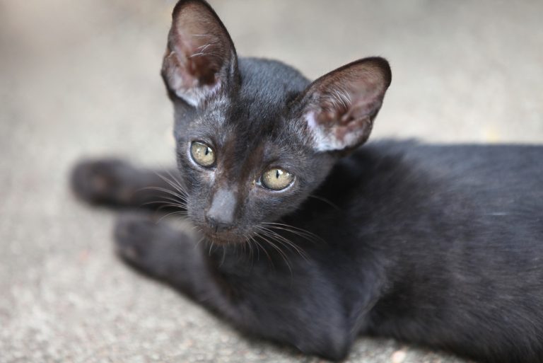 black Minskin Cat