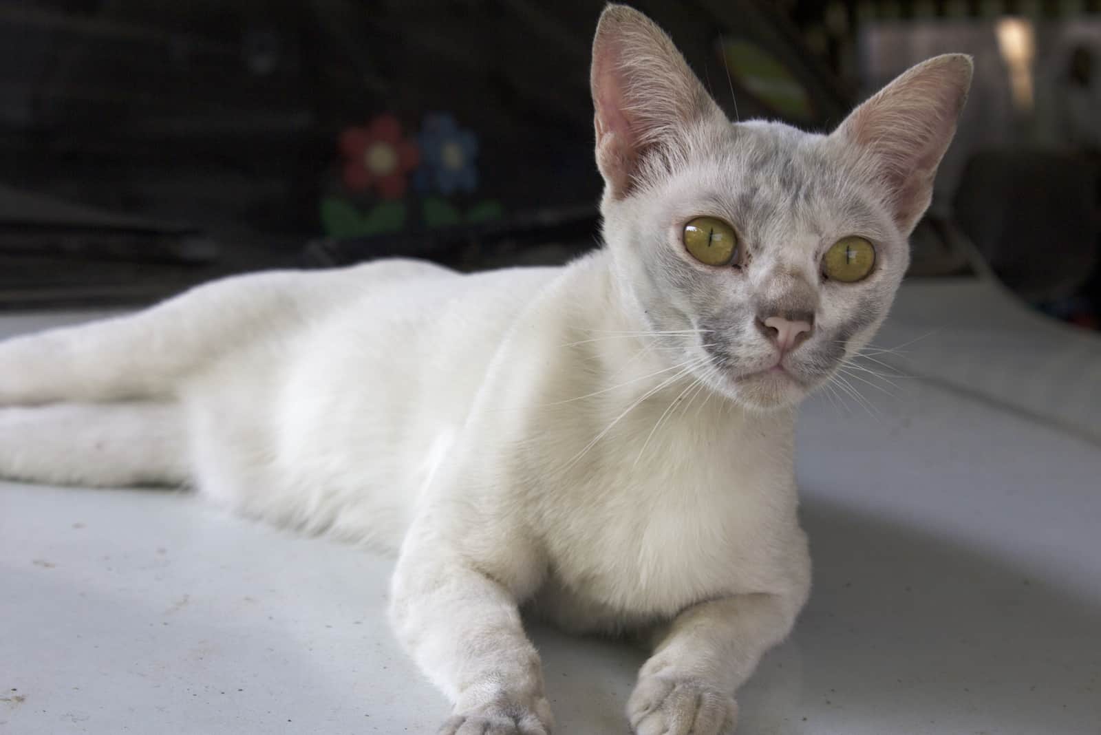 Minskin Cat lying on floor