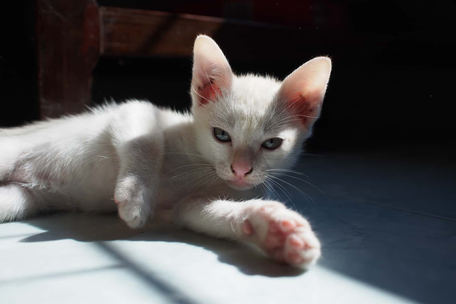 Minskin kitten lying on floor