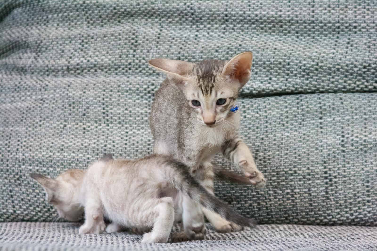 Minskin kittens