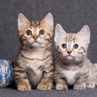 two munchkin kittens