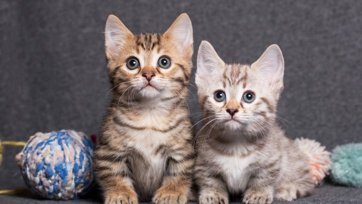 The Best Munchkin Cat Breeders You Can Find In Michigan