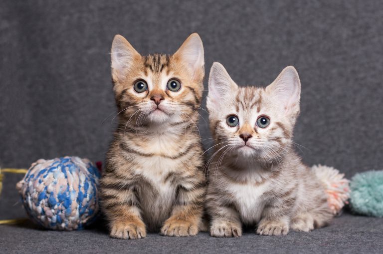 two munchkin kittens