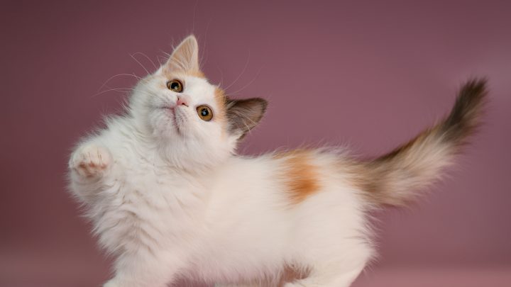 Munchkin Cat Breeders In New Jersey: Read And Find Out!