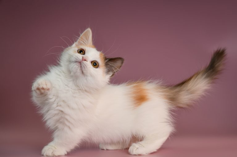 munchkin cat playing