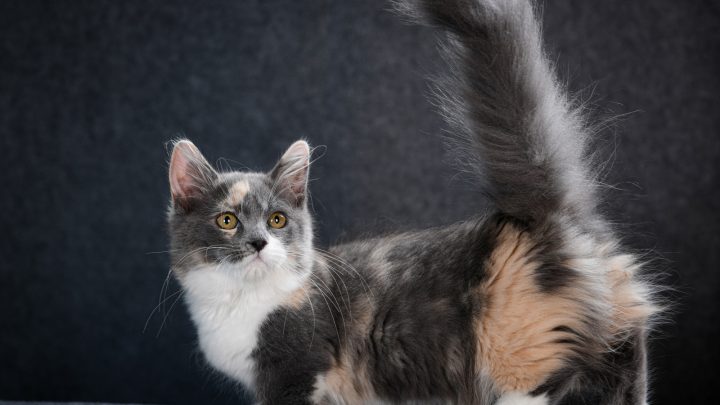 Munchkin Kittens For Sale – Arizona: Breeders List