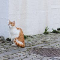 a yellow and white cat with an injured paw