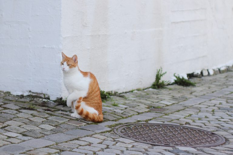 a yellow and white cat with an injured paw