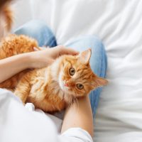 ginger cat in owner's lap