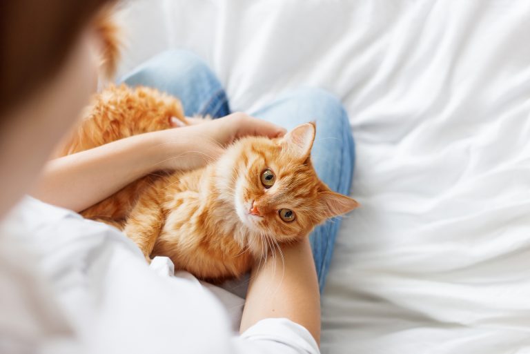 ginger cat in owner's lap