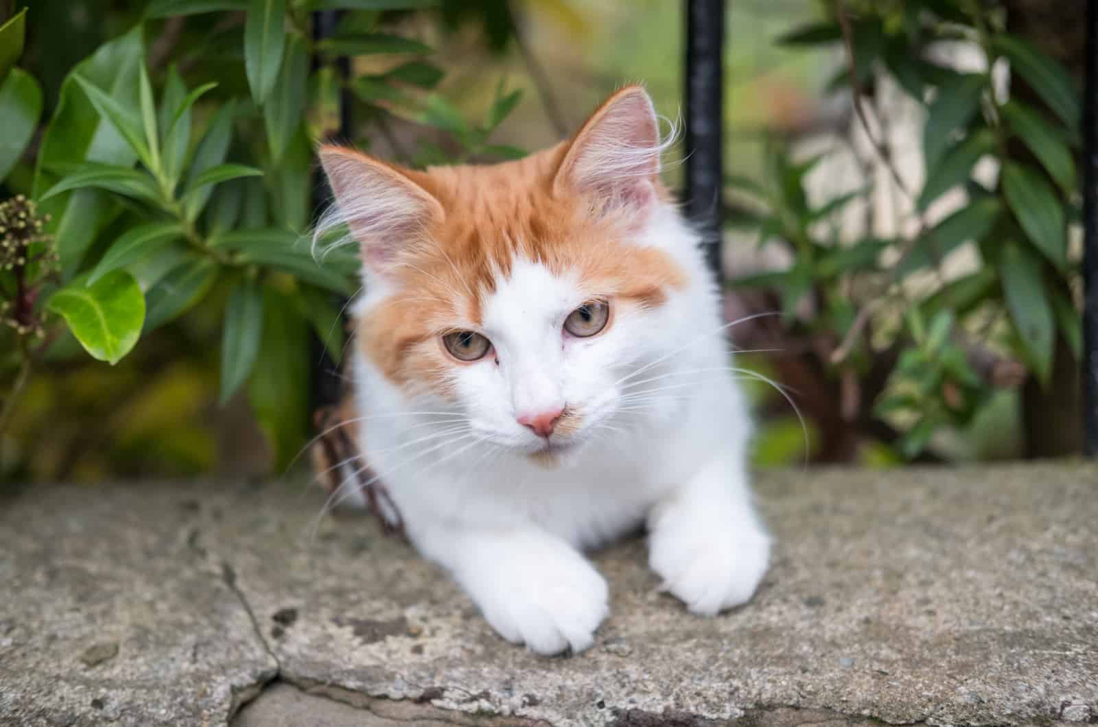 Orange and White Cat in the Grass