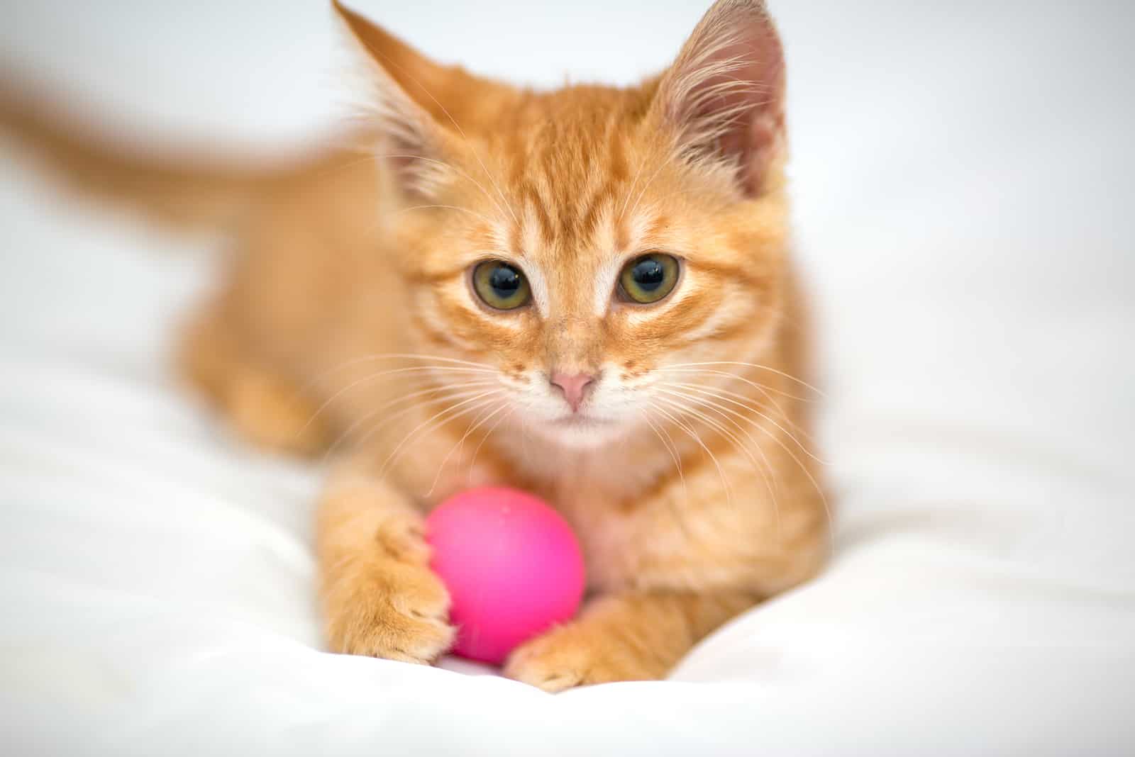 Orange kitten with a ball