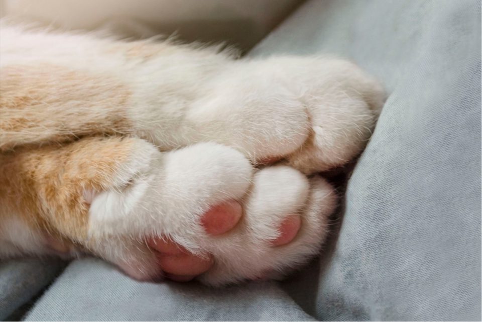 Cat Paw Pad Peeling Causes And Solutions