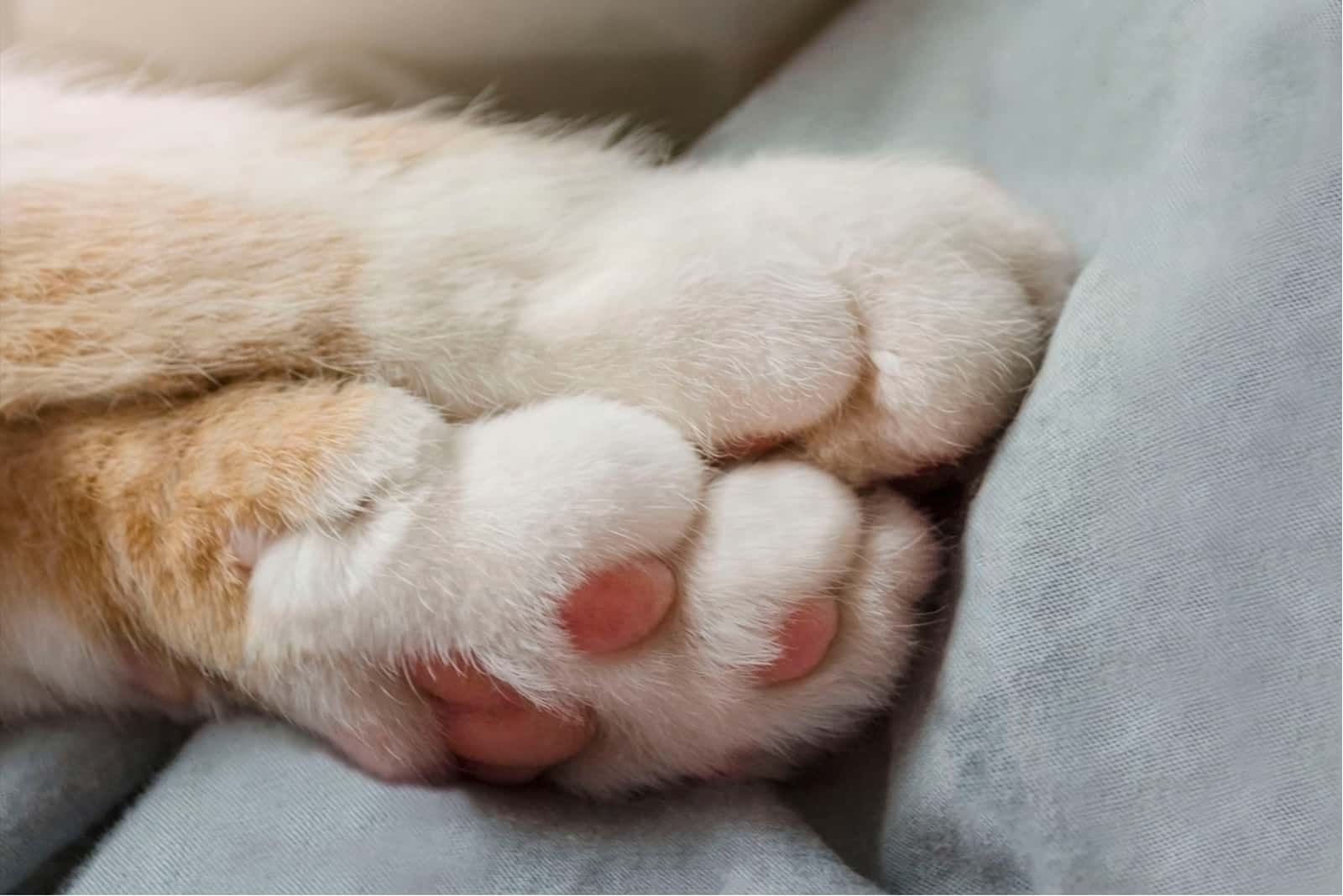 Paw Pad