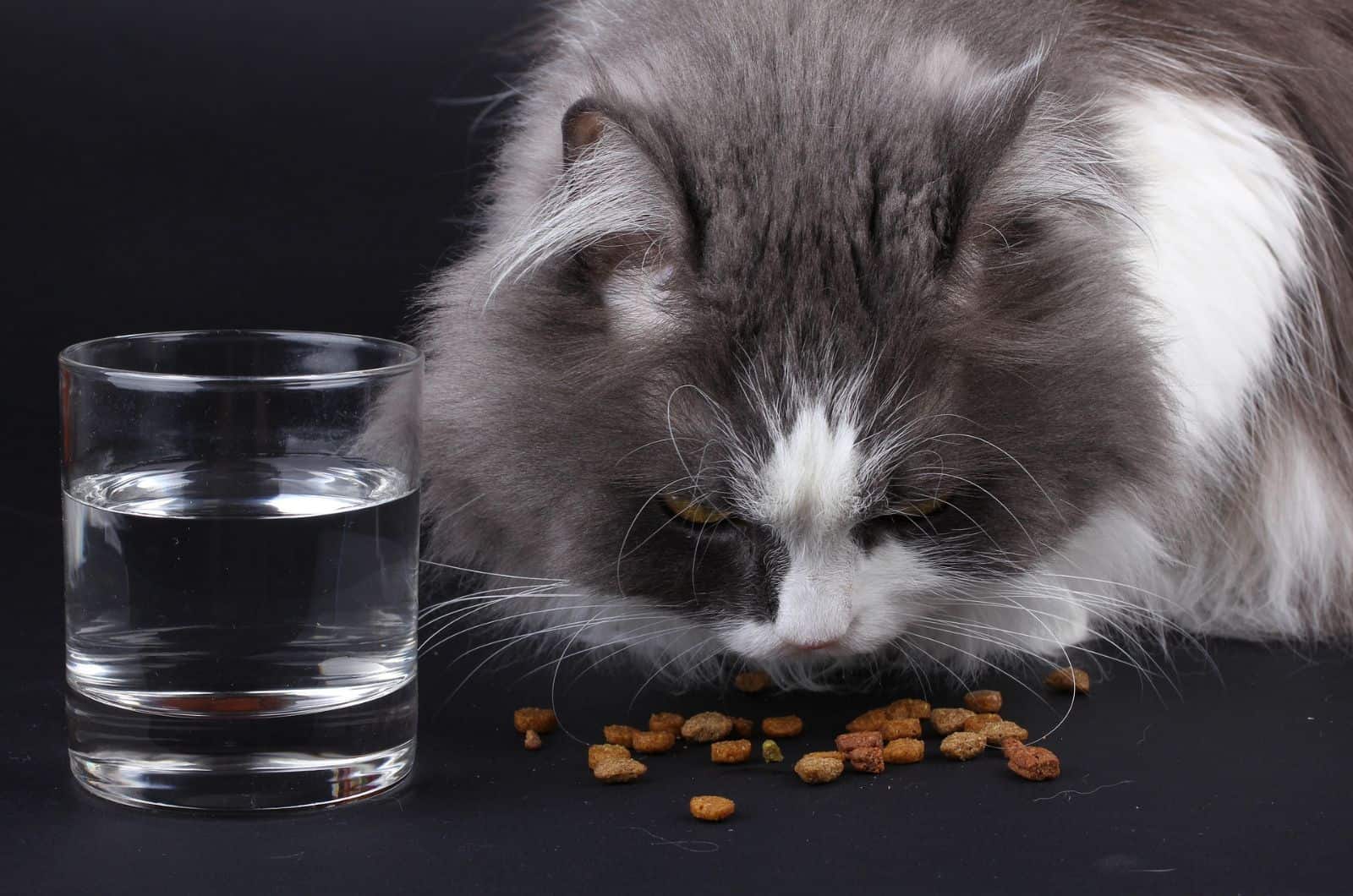 Persian Cat eating food