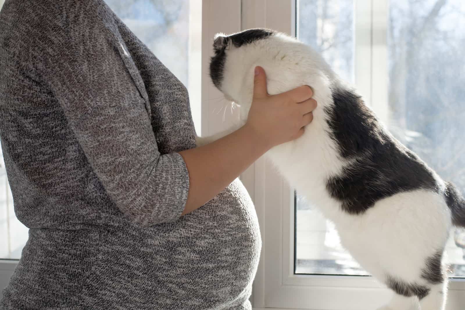 Pregnant woman and cat