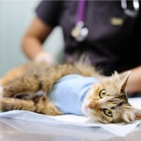 a vet examining cat