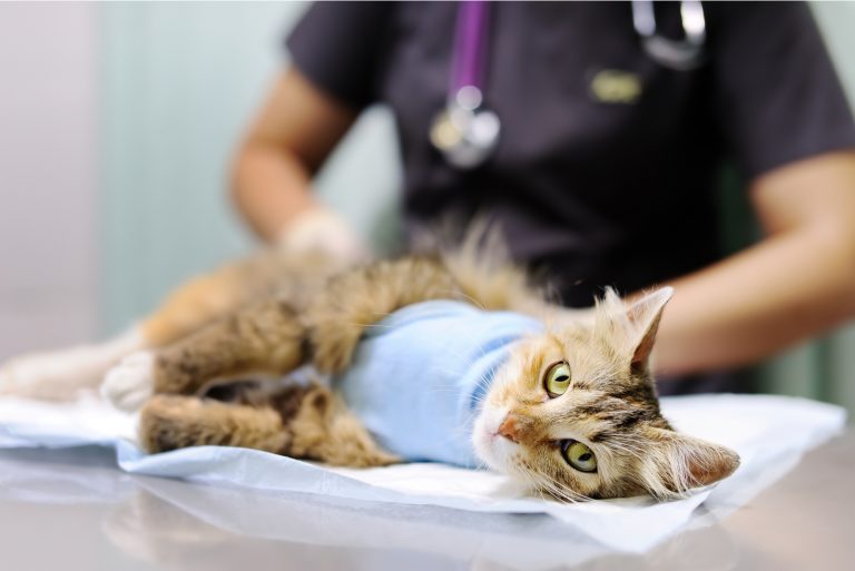 a vet examining cat