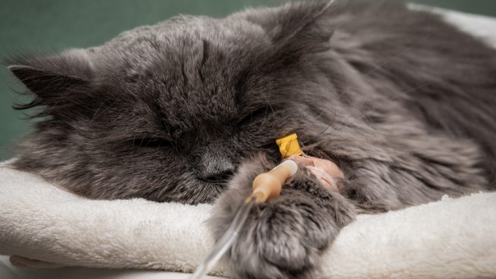 Putting A Cat Down With Stomatitis: What You Should Know