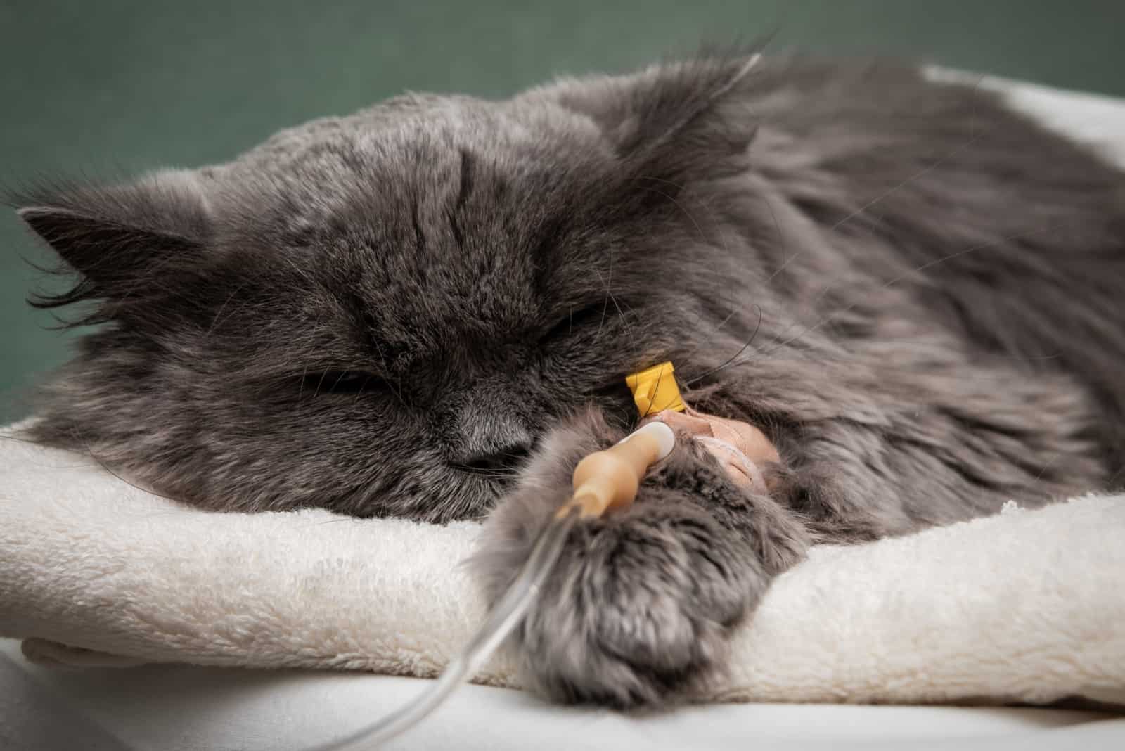 sick cat at the vet