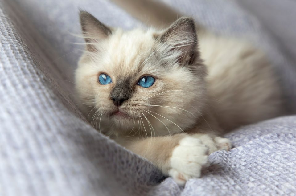Ragdoll Kittens For Sale In Washington: Top 14 Ragdoll Breeders